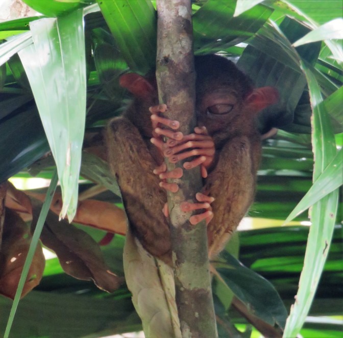 tarsier-sanctuary-10