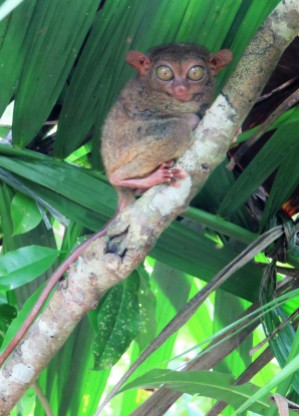 tarsier-sanctuary-16