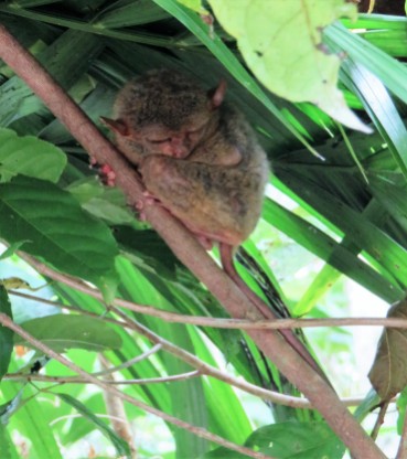 tarsier-sanctuary-6